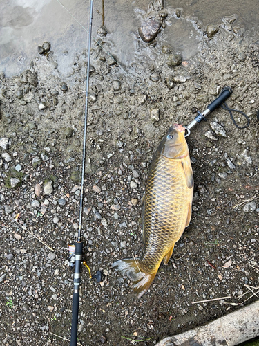 コイの釣果