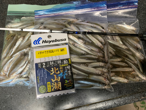 ワカサギの釣果