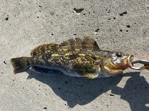 クロソイの釣果