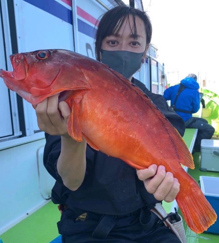 アカハタの釣果