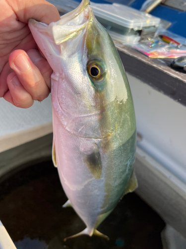 ヤズの釣果