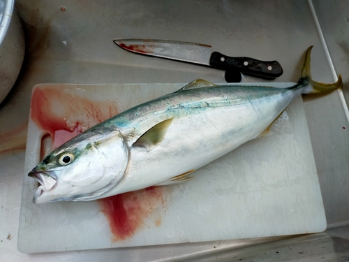 イナダの釣果