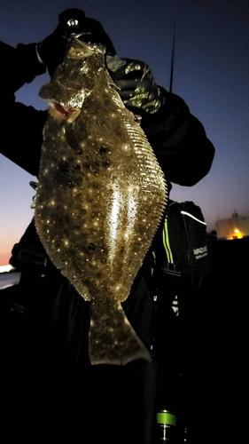 ヒラメの釣果