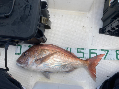 マダイの釣果