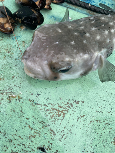 イシガキフグの釣果