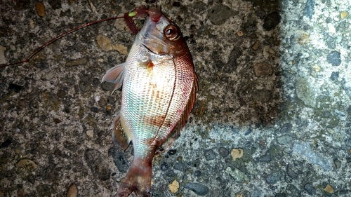 マダイの釣果