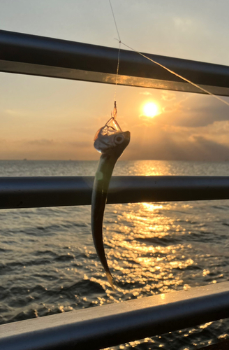 カタクチイワシの釣果