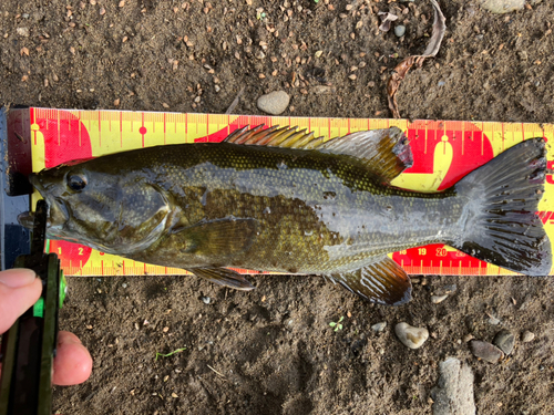 スモールマウスバスの釣果