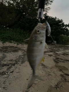 メッキの釣果