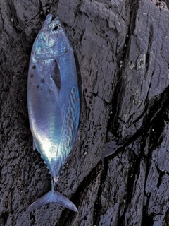 スマガツオの釣果