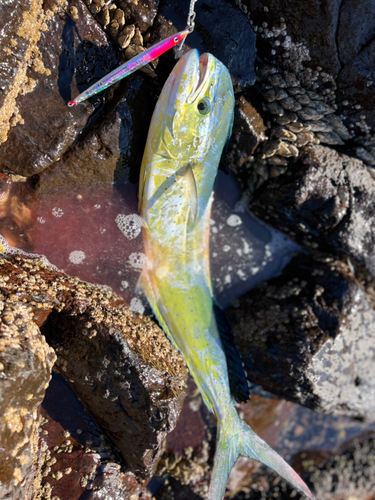 シイラの釣果