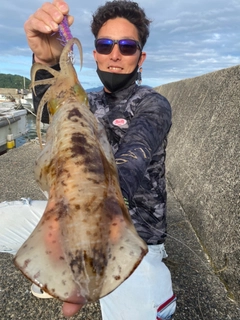 アオリイカの釣果