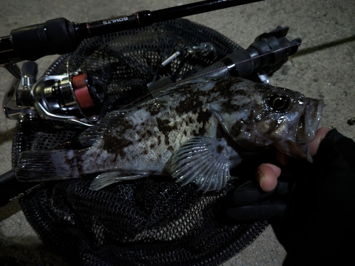 クロソイの釣果