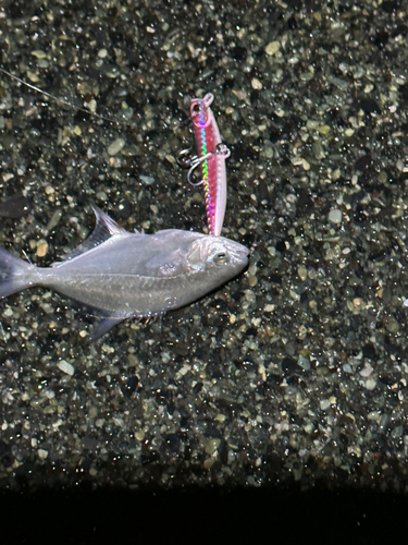 ソゲの釣果