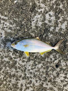 カンパチの釣果