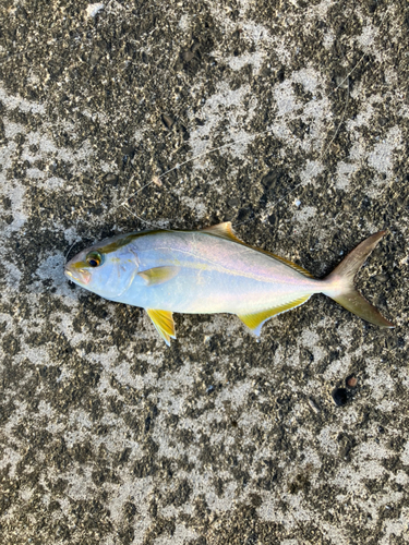 カンパチの釣果