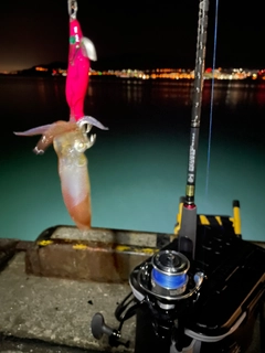 マメイカの釣果