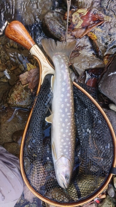 アメマスの釣果