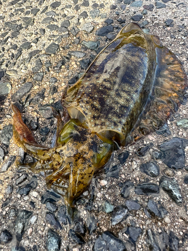 アオリイカの釣果