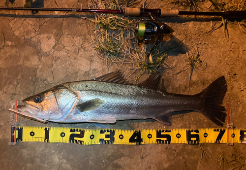 シーバスの釣果