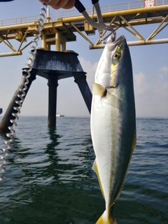 ワラサの釣果