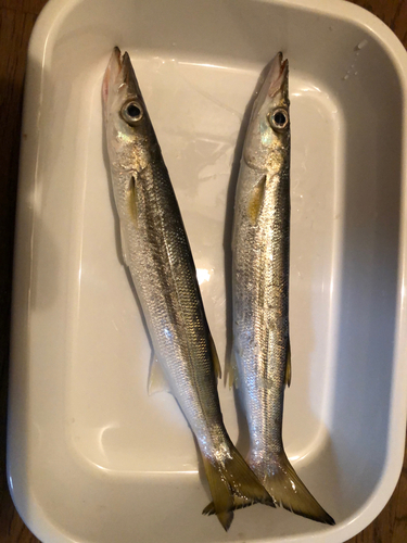 カマスの釣果