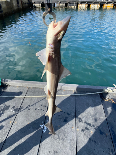 サメの釣果