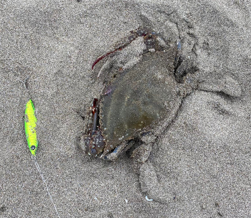 カニの釣果