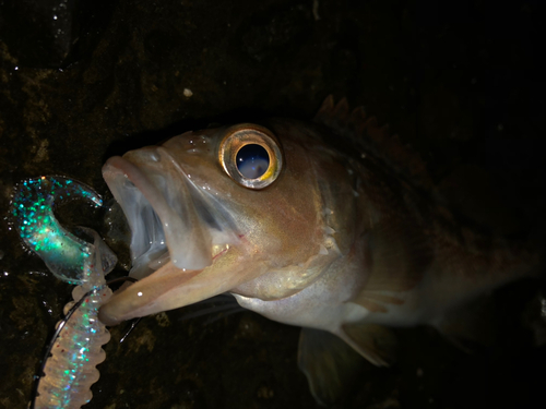 エゾメバルの釣果