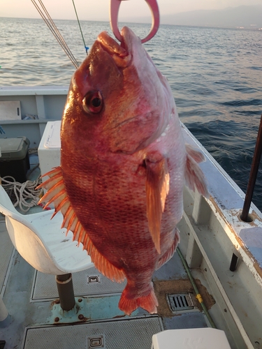 マダイの釣果