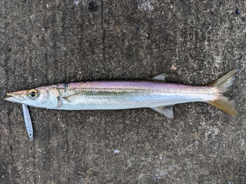 カマスの釣果