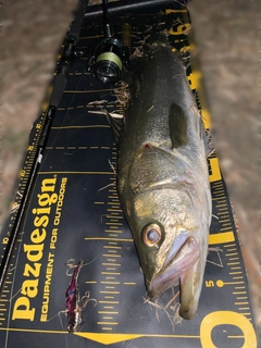 シーバスの釣果