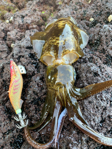 アオリイカの釣果