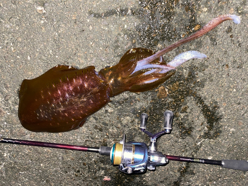 アオリイカの釣果