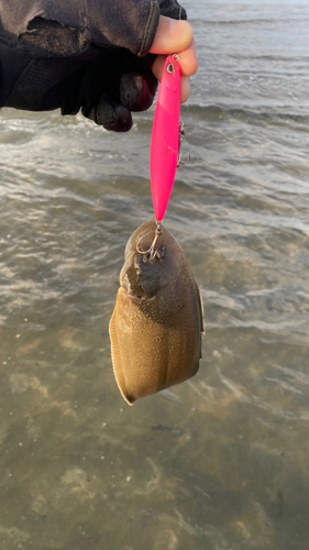 シタビラメの釣果