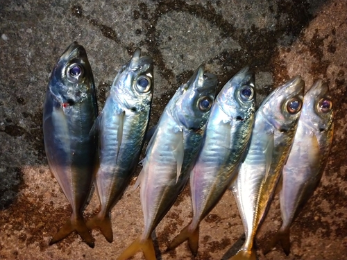 アジの釣果