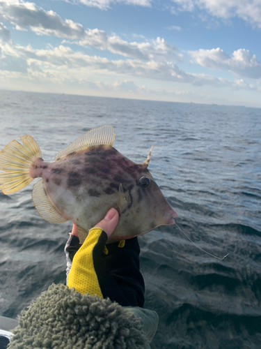 カワハギの釣果