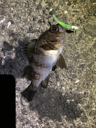 メバルの釣果