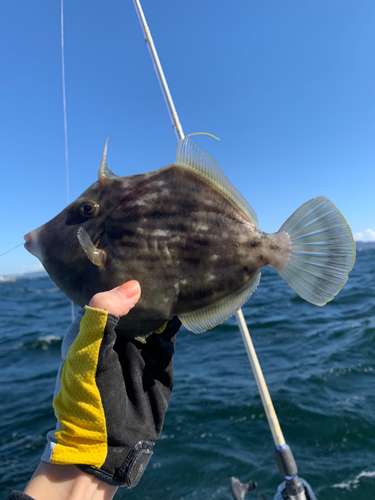 カワハギの釣果