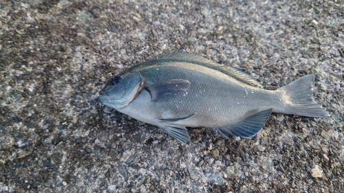 メジナの釣果