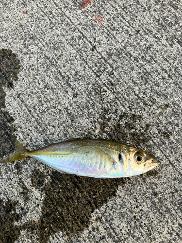 マアジの釣果