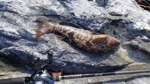 アイナメの釣果