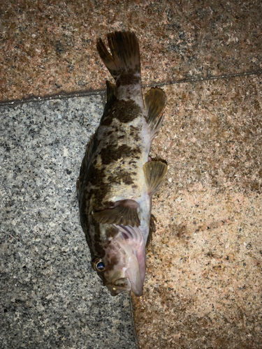 タケノコメバルの釣果