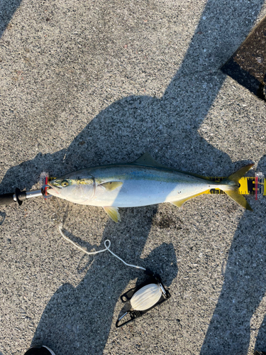 メジロの釣果