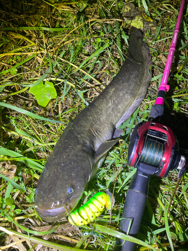 ナマズの釣果