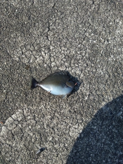 ベラの釣果