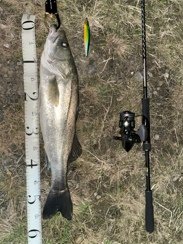 スズキの釣果