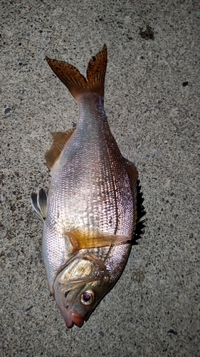 ウミタナゴの釣果