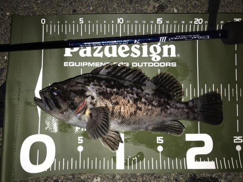 クロソイの釣果