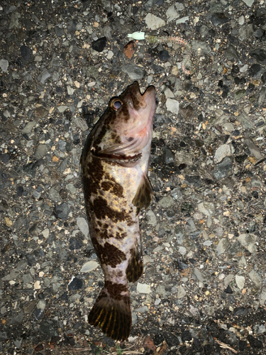 タケノコメバルの釣果